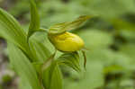 Yellow lady's slipper